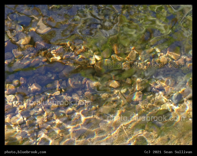 Rainbows in the Stream - Corvallis MT