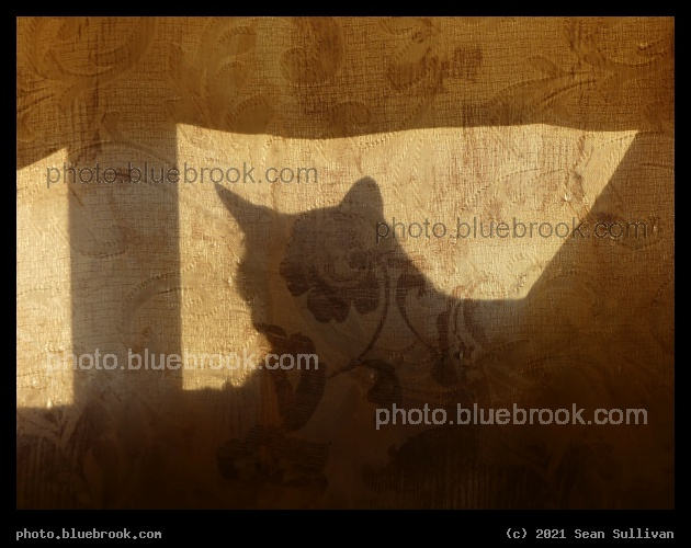 Shadow Cat - Corvallis MT