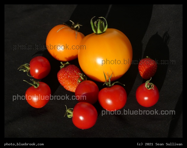 Tomatoes and Strawberries - Corvallis MT