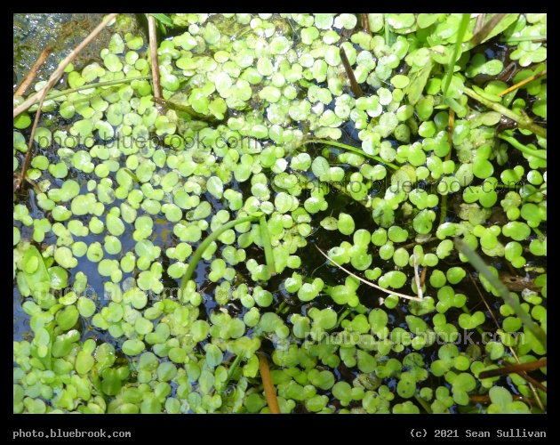 Duckweed Puddle - Corvallis MT