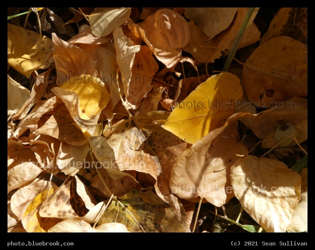 Curled Leaves - Lolo MT