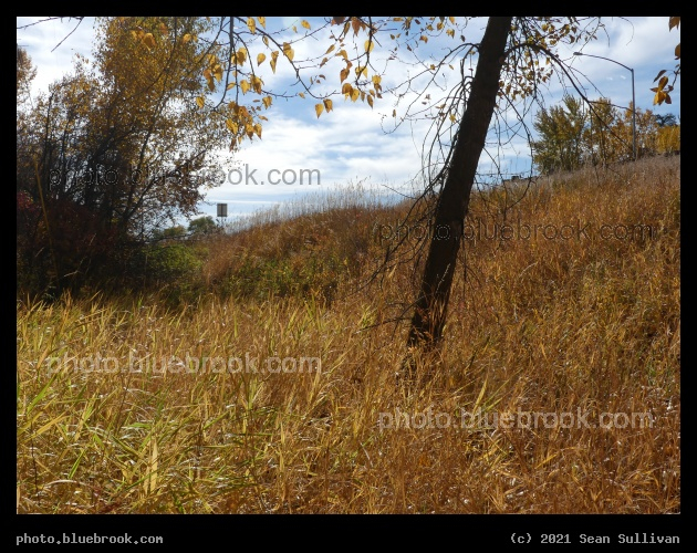 Yellow Slope - Lolo MT
