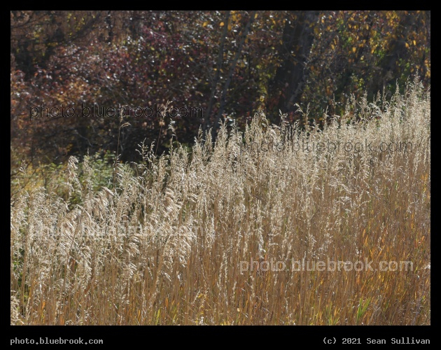 Diagonal Band of Grasses - Lolo MT