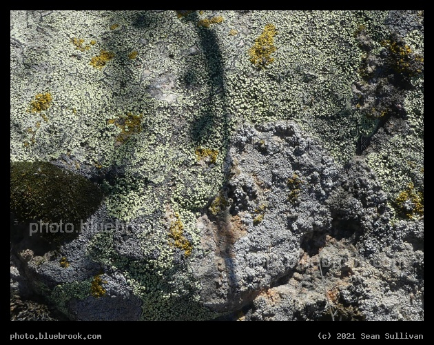 Light Green Dots - Corvallis MT