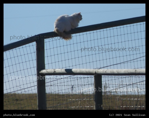 Fence Guardian - Corvallis MT
