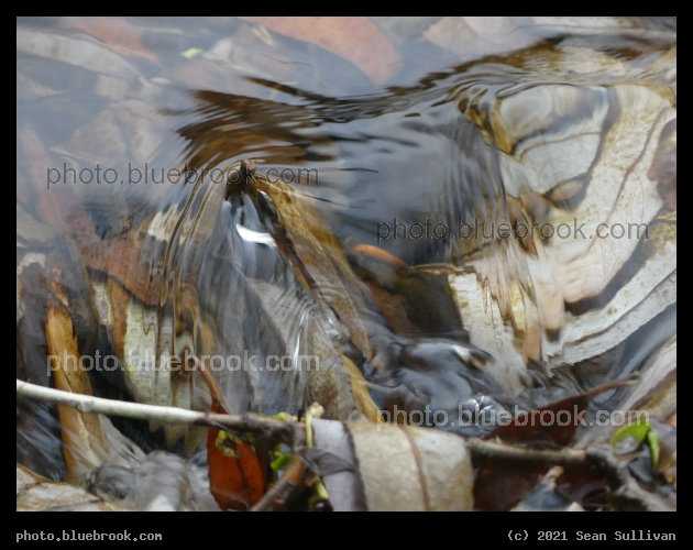Ripples over Underwater Leaves - Corvallis MT