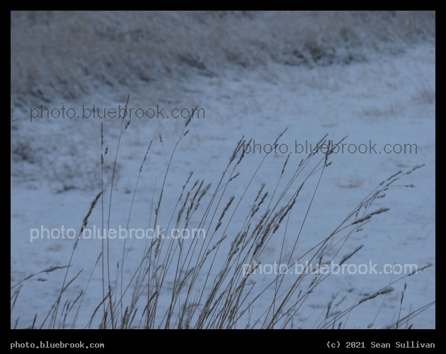 Fresh Snow and Curving Grass - Corvallis MT
