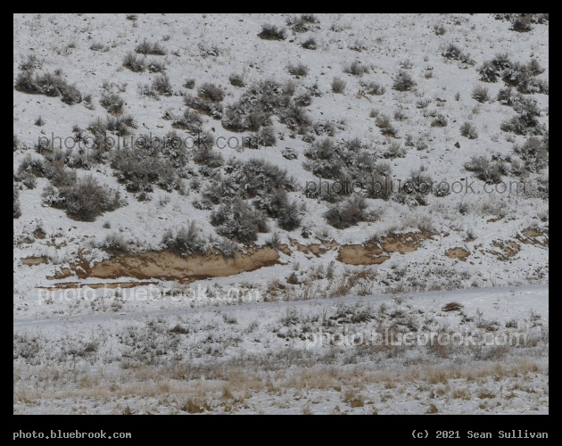 Frosted Slope - Corvallis MT