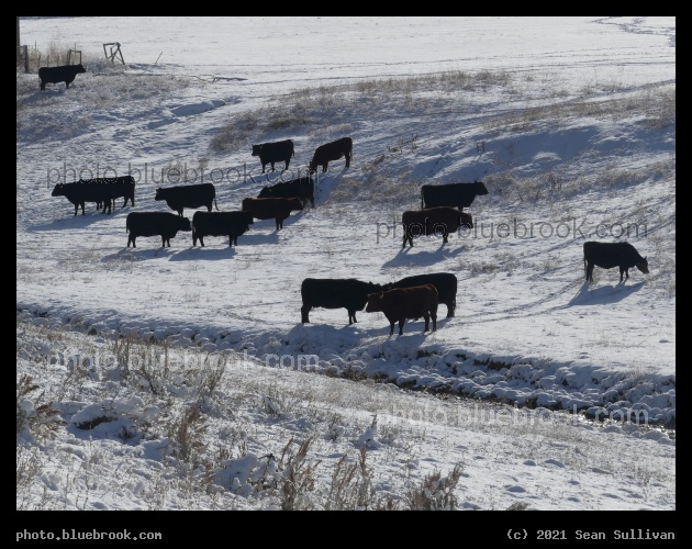 Cows in the Snow - Corvallis MT