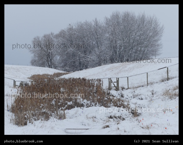 Reeds in a Frozen Stream - Corvallis MT