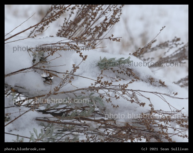 Sagebrush Peeking Through - Corvallis MT