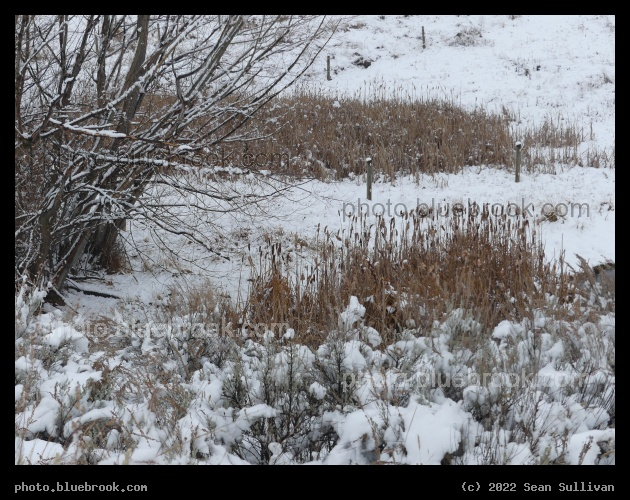 Winter Plants and Trees - Corvallis MT