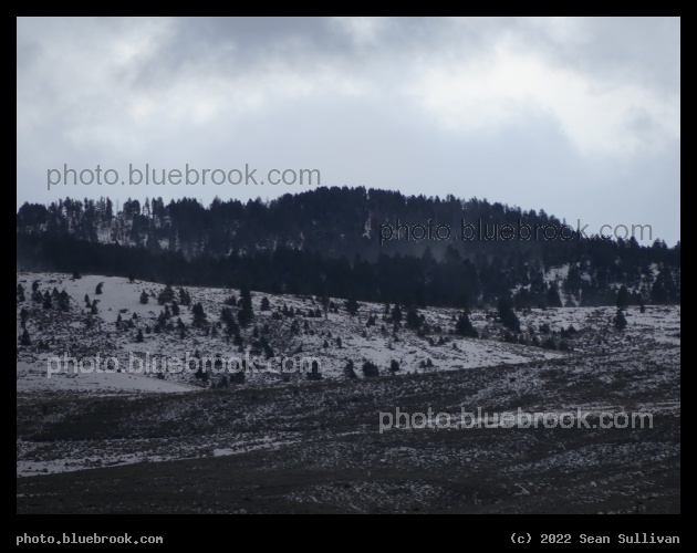 Scattered Trees on Dusty Slopes - Corvallis MT