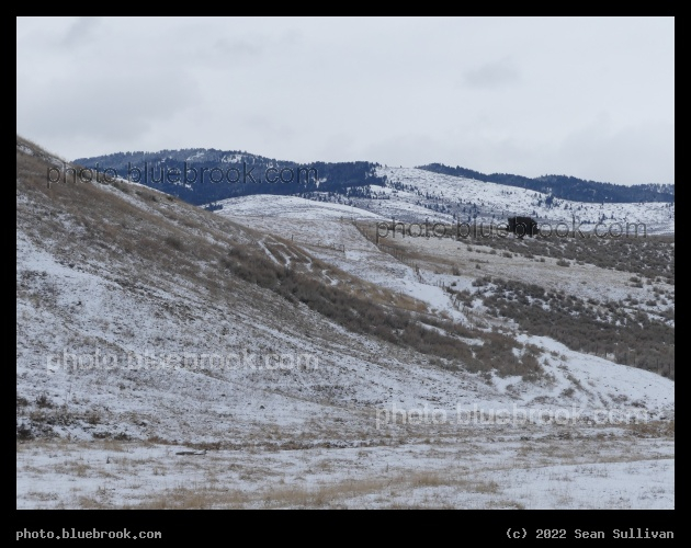 Rolling Fields in Winter - Corvallis MT
