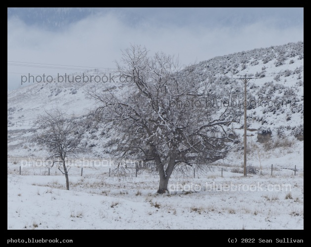 Winter Frosting - Corvallis MT