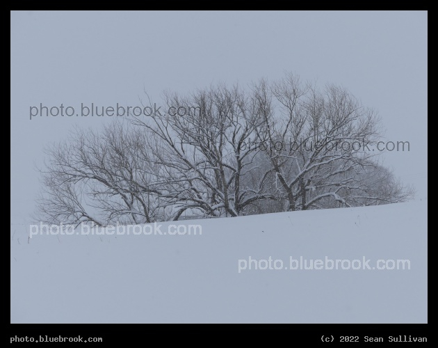 Trees over the Hill II - Corvallis MT