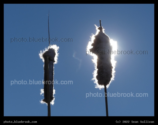 Backlit Cattails - Corvallis MT