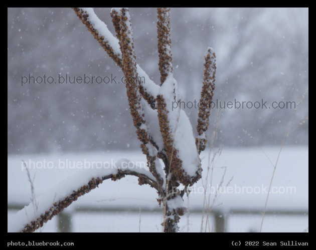 Snow on Seeds - Corvallis MT