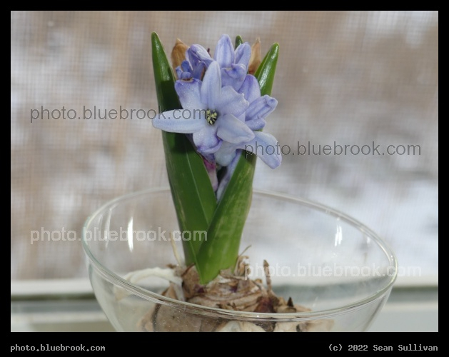 February Flowers - Corvallis MT