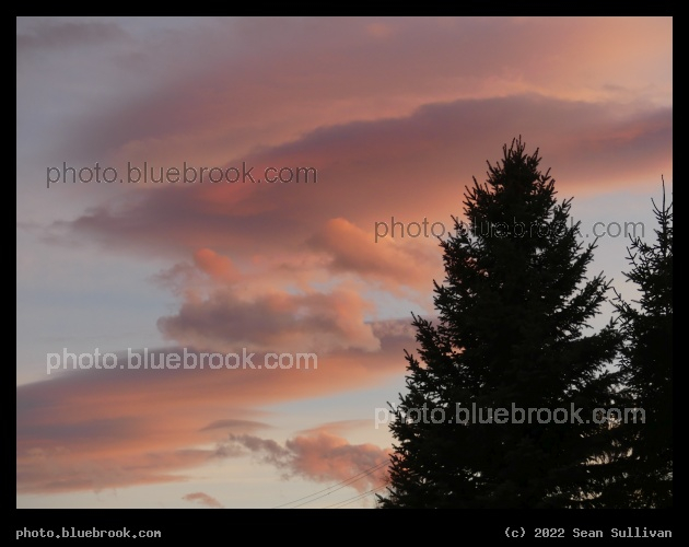 Evergreen at Sunset - Corvallis MT