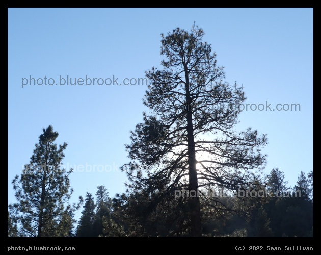 Trees and Blue Sky - Lolo MT