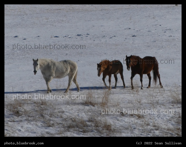 Horse Expressions - Corvallis MT
