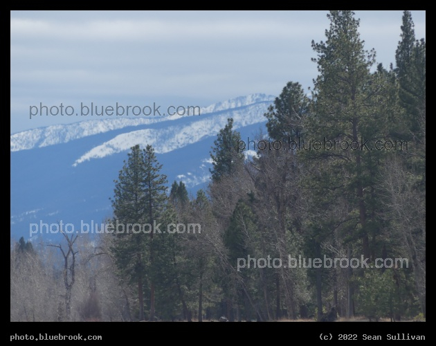 Mountain Blue and Forest Green - Hamilton MT