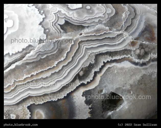 Black and White Crazy Lace - Corvallis MT