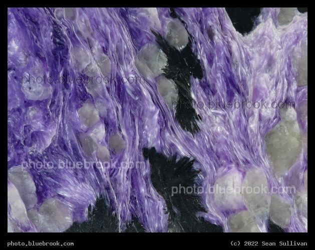 Swirly Charoite - Corvallis MT