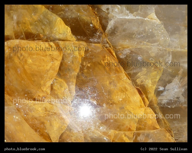 Golden Veils - Corvallis MT