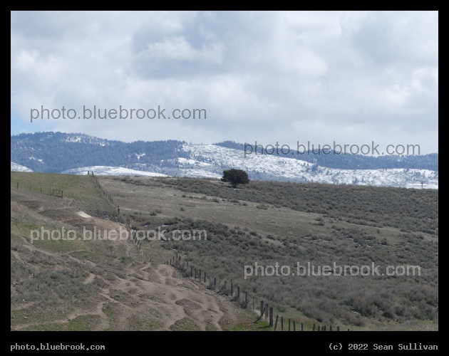 Fenceline on Rolling Hills - Corvallis MT