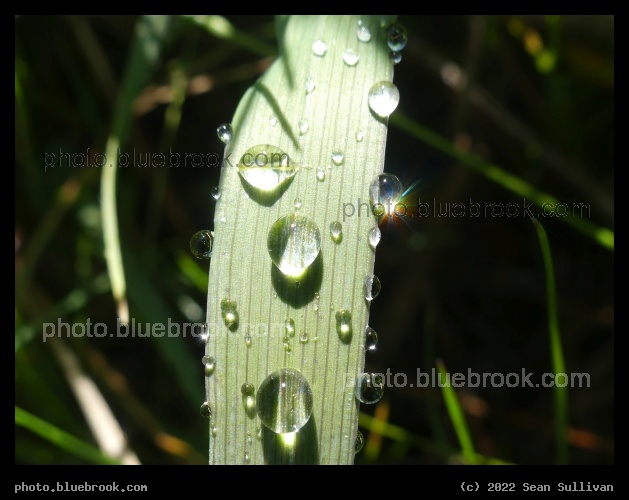 Sundrops - Corvallis MT