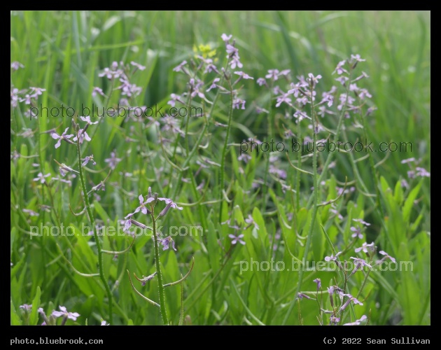 Springtime Dream - Corvallis MT