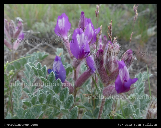 Fuzzy Leaves and Purple Flowers - Corvallis MT