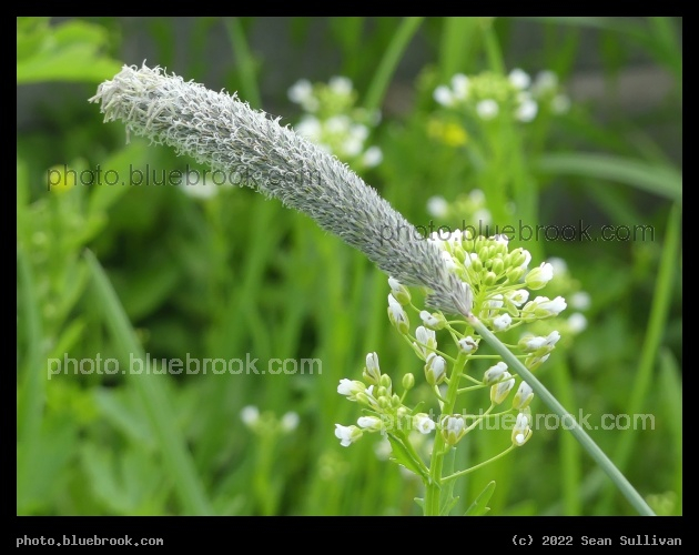 Bending Grass Stalk - Corvallis MT