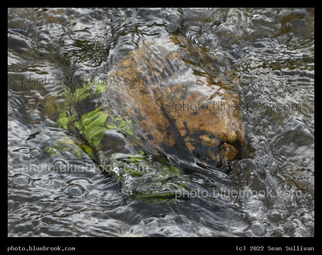 Underwater Plants and Rocks - Corvallis MT