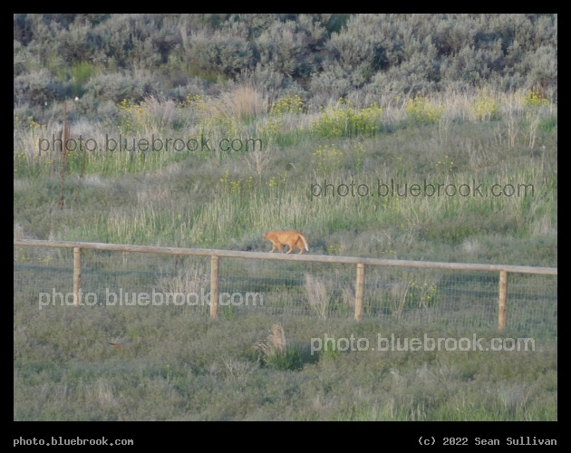 Afternoon Stroll - Corvallis MT
