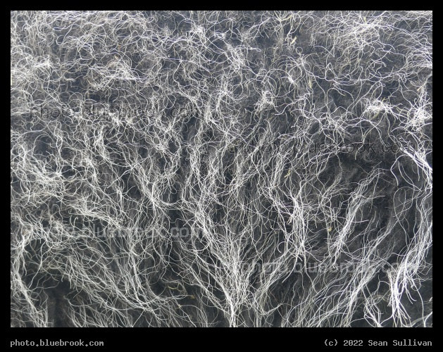 GiGis Fiber - Corvallis MT