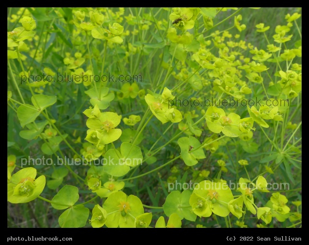 Chartreuse - Lolo MT