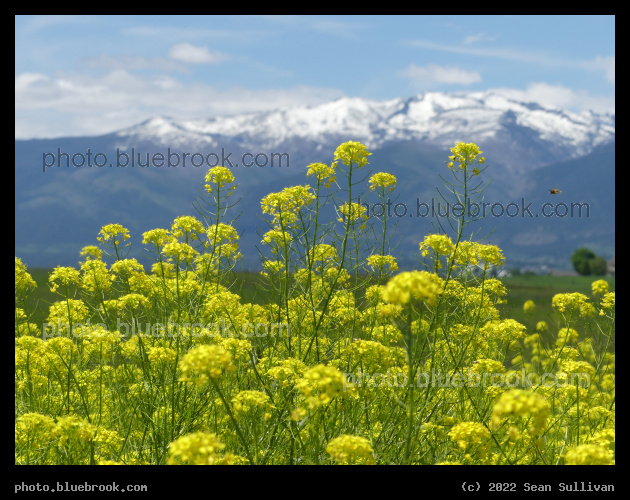 Mustards and Mountains - Corvallis MT
