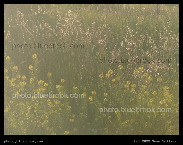 Grasses and Mustards - Corvallis MT
