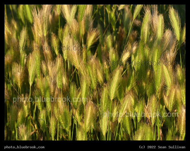 Colorful Fuzzy Plants - Corvallis MT