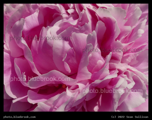 Pink Peony Petals II - Corvallis MT