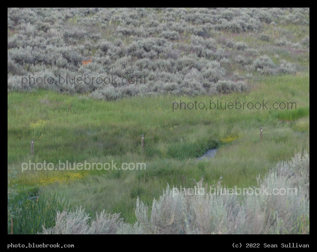 Look Closely - Corvallis MT