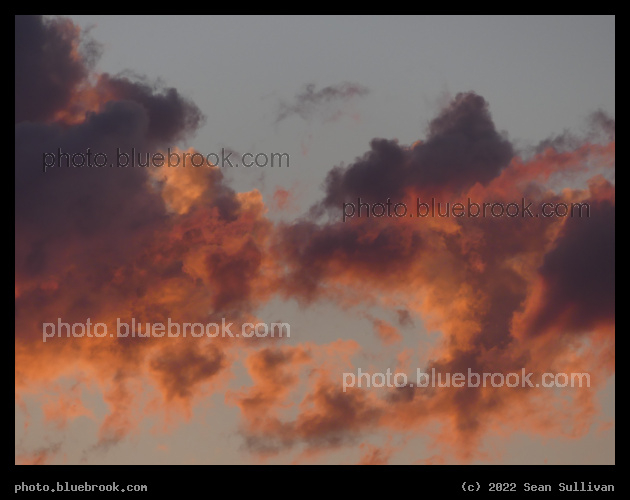 Curly Pink Clouds - Corvallis MT