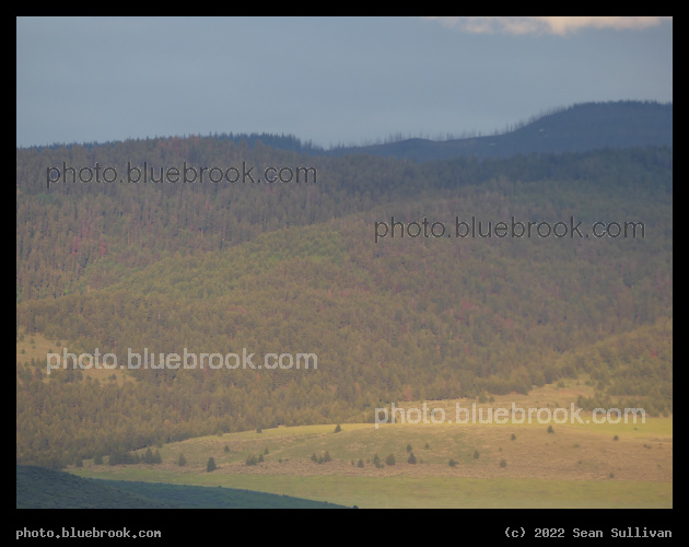 Evening Sun on Forested Hills - Corvallis MT