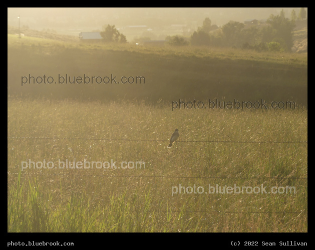 Bird on a Barbed Wire Fence - Corvallis MT