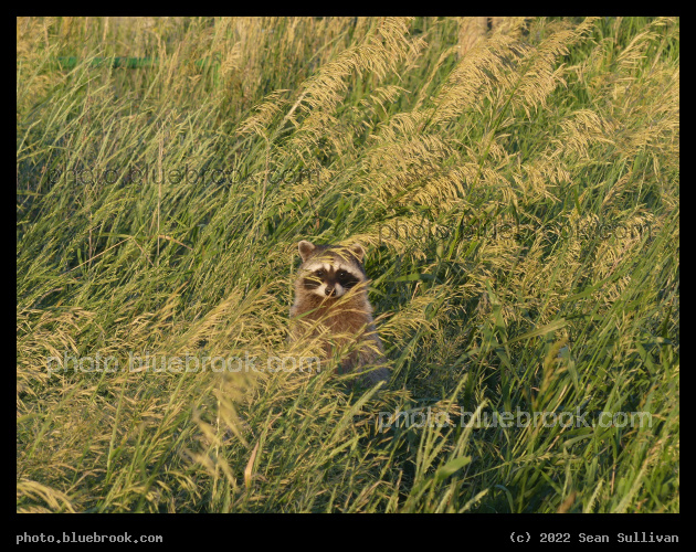 Trouble - Corvallis MT