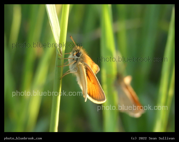 Cute Butterfly - Corvallis MT