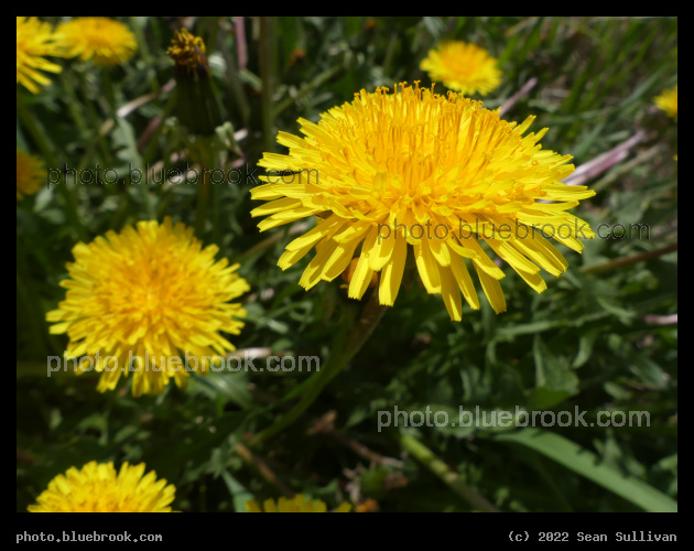 Dandelions - Corvallis MT